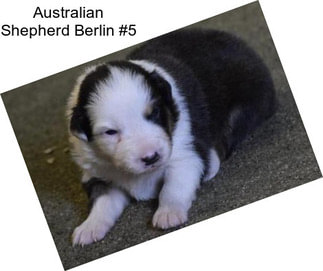 Australian Shepherd Berlin #5