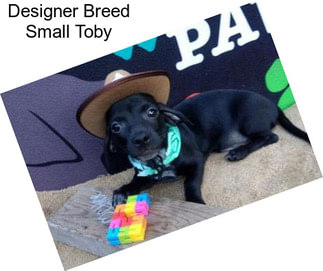 Designer Breed Small Toby