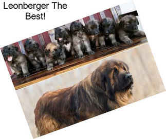 Leonberger The Best!