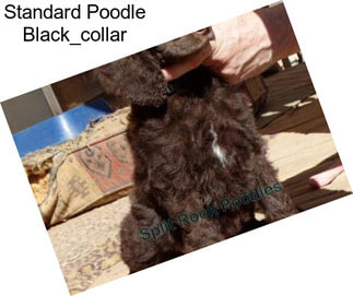 Standard Poodle Black_collar
