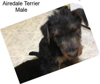 Airedale Terrier Male