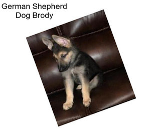 German Shepherd Dog Brody