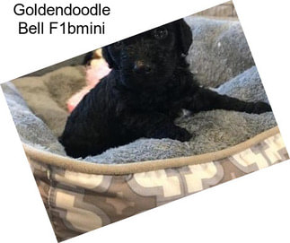 Goldendoodle Bell F1bmini