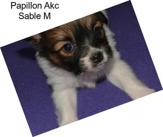 Papillon Akc Sable M