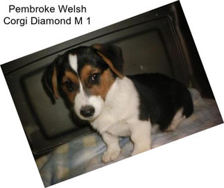 Pembroke Welsh Corgi Diamond M 1