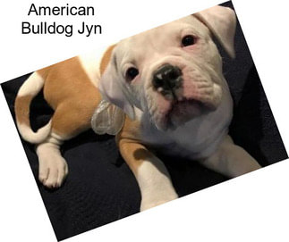 American Bulldog Jyn