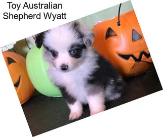 Toy Australian Shepherd Wyatt