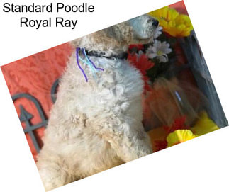 Standard Poodle Royal Ray