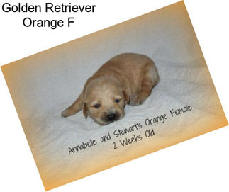 Golden Retriever Orange F