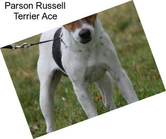 Parson Russell Terrier Ace