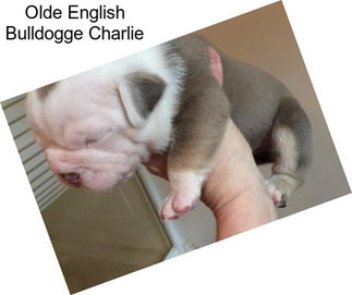 Olde English Bulldogge Charlie