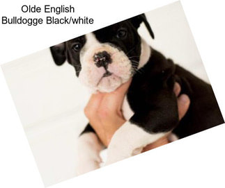Olde English Bulldogge Black/white