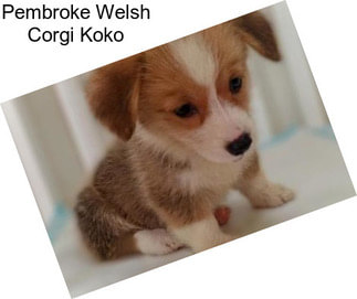 Pembroke Welsh Corgi Koko