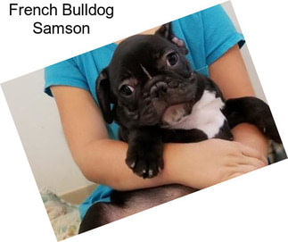 French Bulldog Samson
