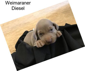 Weimaraner Diesel