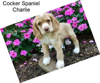 Cocker Spaniel Charlie