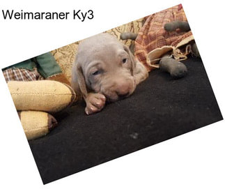 Weimaraner Ky3