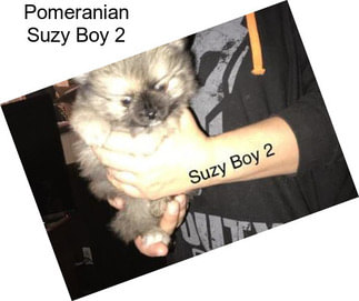Pomeranian Suzy Boy 2
