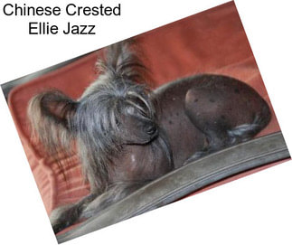 Chinese Crested Ellie Jazz