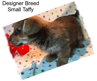 Designer Breed Small Taffy