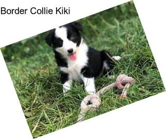 Border Collie Kiki