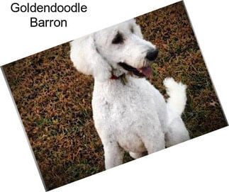 Goldendoodle Barron
