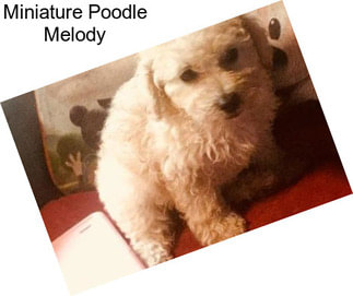 Miniature Poodle Melody