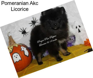 Pomeranian Akc Licorice