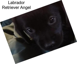 Labrador Retriever Angel