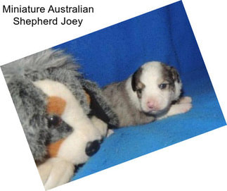Miniature Australian Shepherd Joey