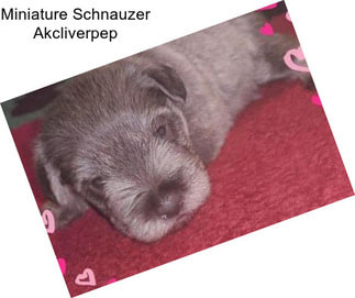 Miniature Schnauzer Akcliverpep