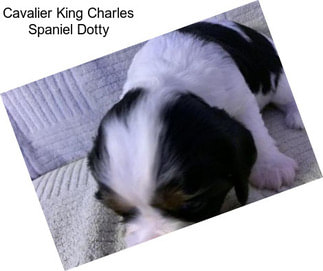 Cavalier King Charles Spaniel Dotty