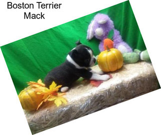 Boston Terrier Mack