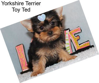 Yorkshire Terrier Toy Ted