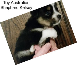 Toy Australian Shepherd Kelsey