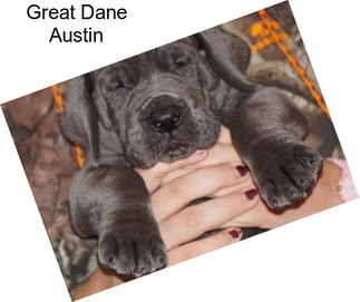 Great Dane Austin