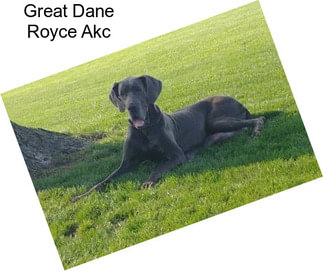 Great Dane Royce Akc