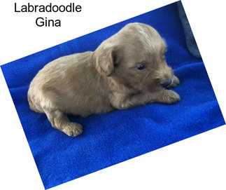 Labradoodle Gina