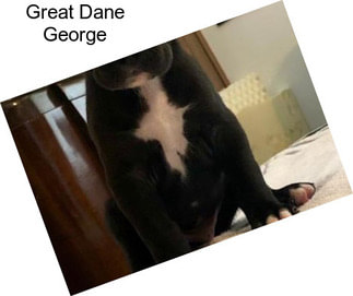 Great Dane George