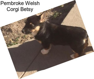 Pembroke Welsh Corgi Betsy