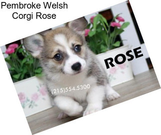 Pembroke Welsh Corgi Rose