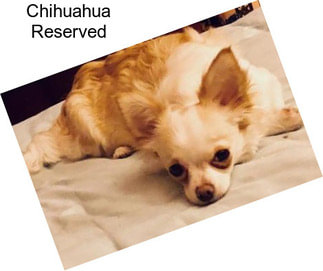 Chihuahua Reserved