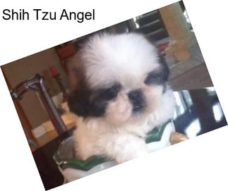 Shih Tzu Angel