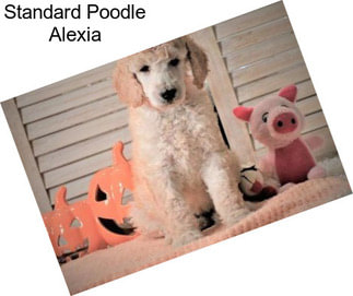 Standard Poodle Alexia