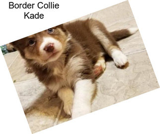 Border Collie Kade