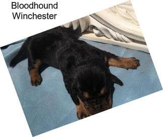 Bloodhound Winchester