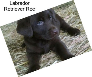 Labrador Retriever Ree