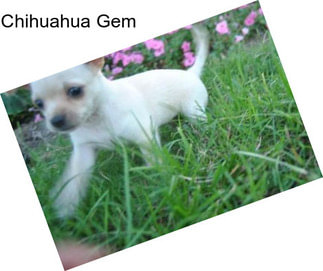 Chihuahua Gem