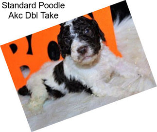 Standard Poodle Akc Dbl Take