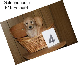 Goldendoodle F1b Esther4
